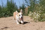 CORGI PEMBROKE 041